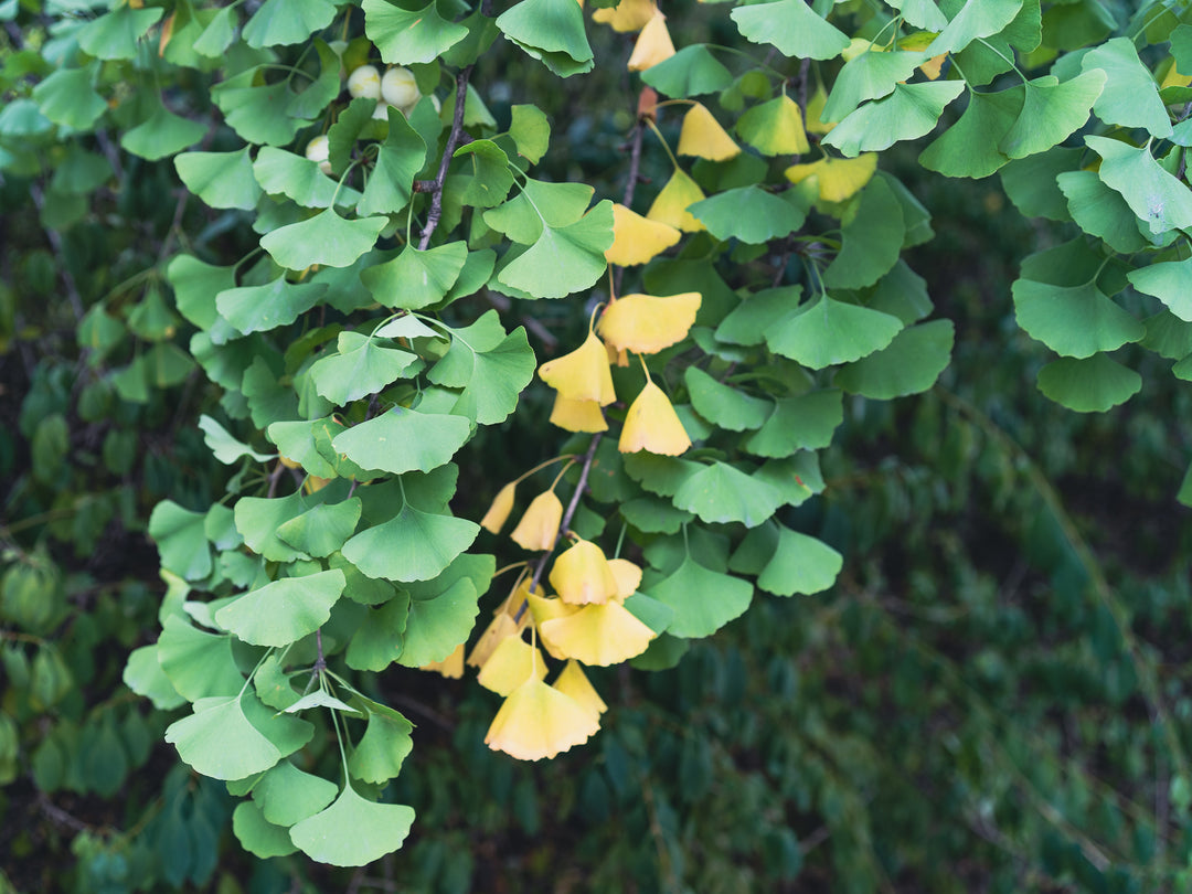 Ginkgo Biloba Leaf Jewelry: Symbolism and Style in Every Piece